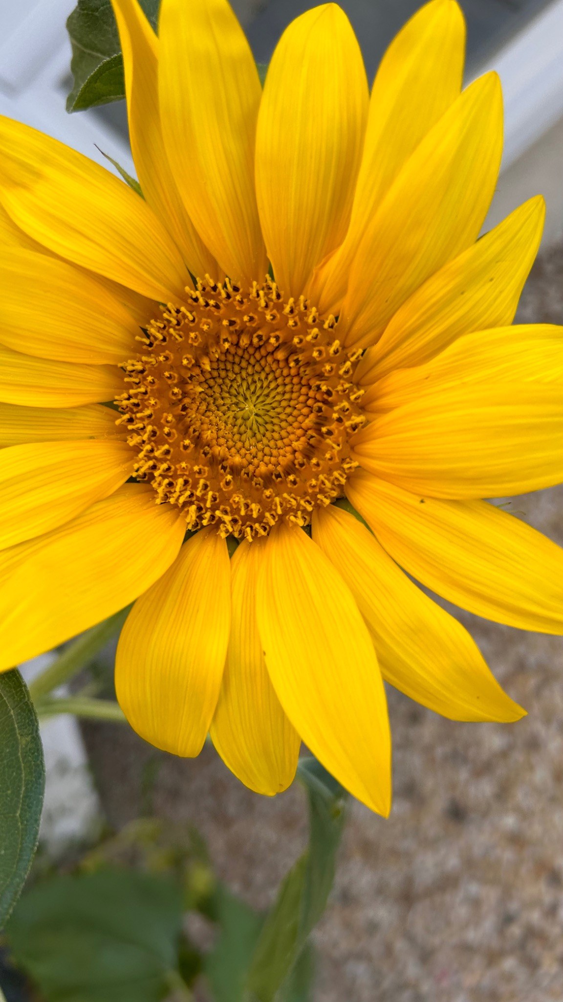 Fleur jaune