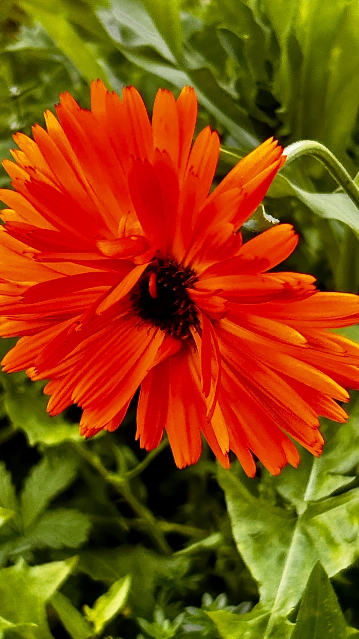 Fleur orange