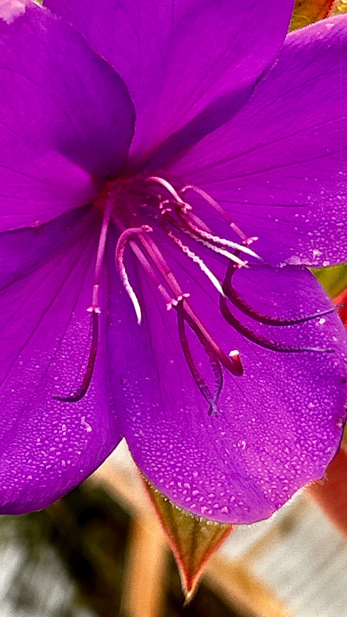 Fleur violette