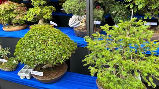 Bonsaïs et arbres miniatures