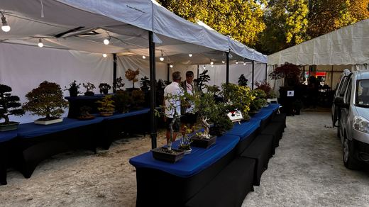 Stand de bonsaïs