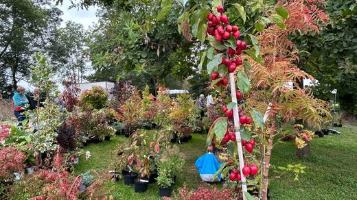 Pépiniériste et arbres fruitiers