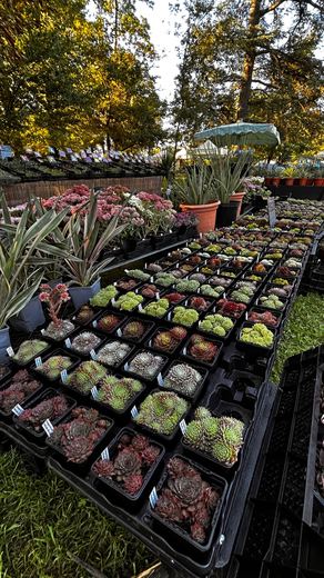 Succulentes et plantes de collection